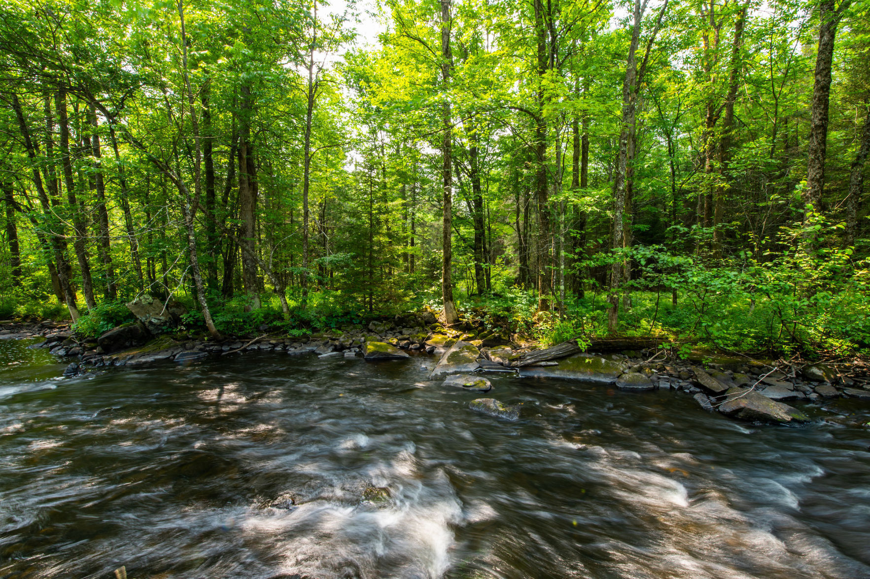 Pelican River Forest